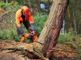 How Our Tree Care Process Works  in  Ahwahnee, CA