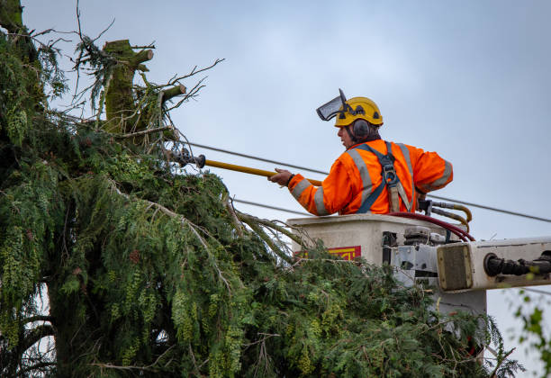 Best Arborist Consultation Services  in Ahwahnee, CA