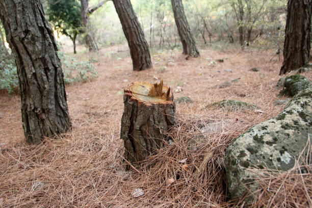 Best Tree Risk Assessment  in Ahwahnee, CA