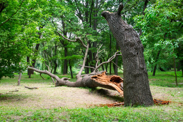 Best Fruit Tree Pruning  in Ahwahnee, CA