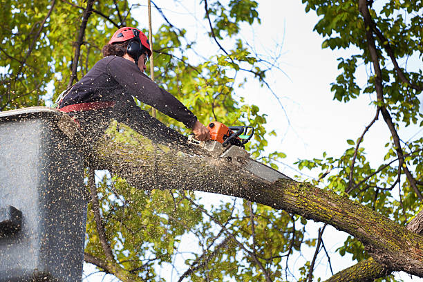 Best Tree and Shrub Care  in Ahwahnee, CA