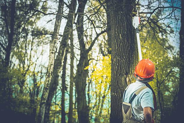  Ahwahnee, CA Tree Care Pros